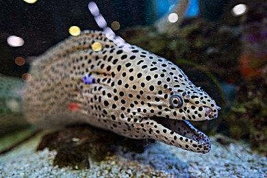 《分裂之门2》新实机视频展示派系和对应能力